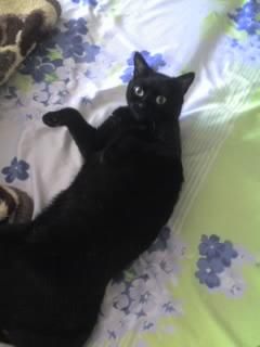 am o pisica de 5-6 ani,neagra si o cheama mitzy ;x animalutul nostru :x
